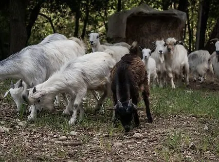 Tenuta La Bandita Hotel 3*